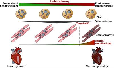 Recent Advances in Modeling Mitochondrial Cardiomyopathy Using Human Induced Pluripotent Stem Cells
